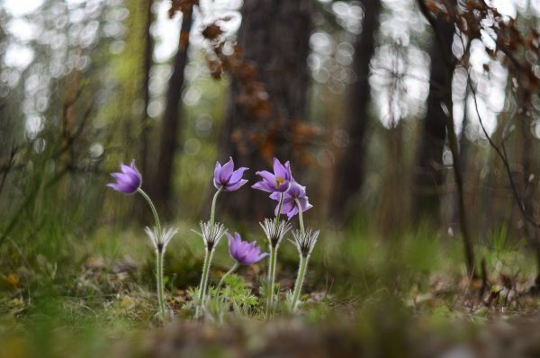 В апрельском лесу...