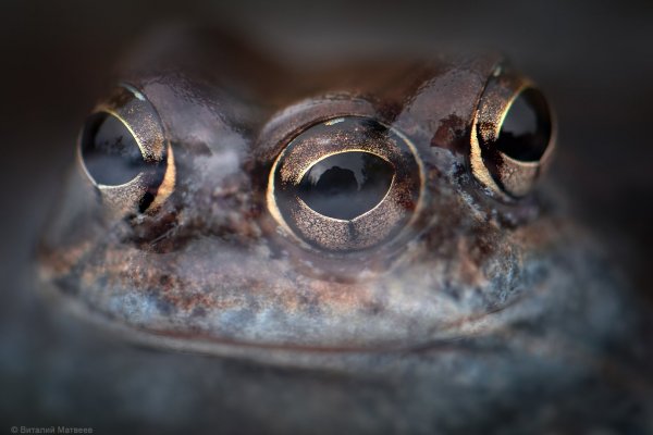 Во все глаза