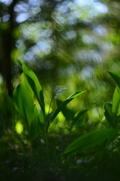 В весеннем лесу