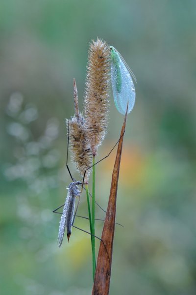 Я у твоих ног.