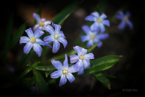 Подснежники - глаза Весны / Snowdrops - the eyes of Spring