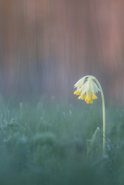 Примула весенняя