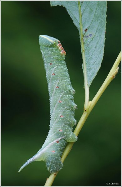 Зелёным листиком питалась ).jpg
