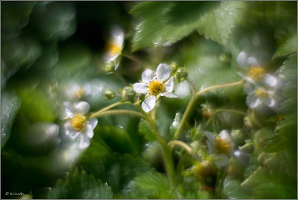 Земляника 1.jpg