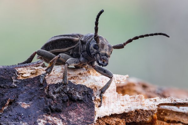 More information about "Усач"