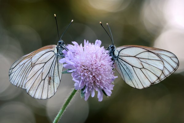 More information about "Боярышницы"