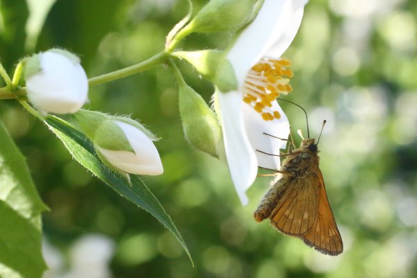 Толстоголовка лесная.JPG