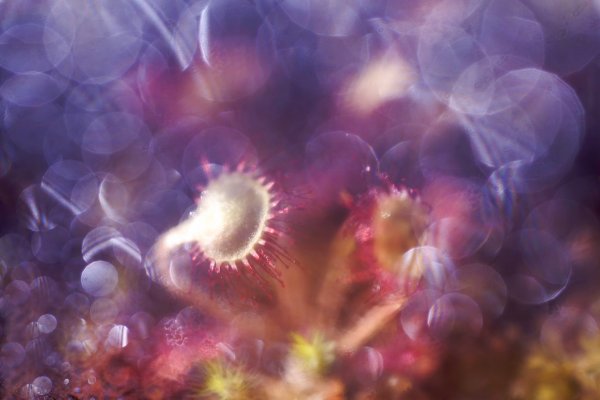 More information about "***"