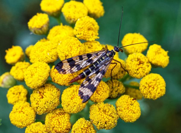 Скорпионница.jpg