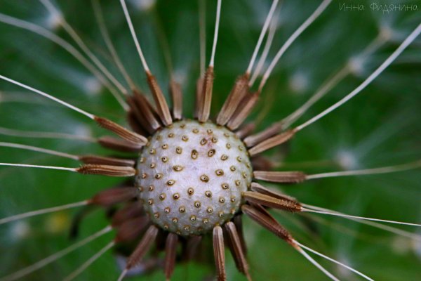 Жопа мира в лице одуванчика