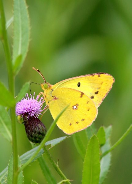 Желтушка шафрановая.JPG