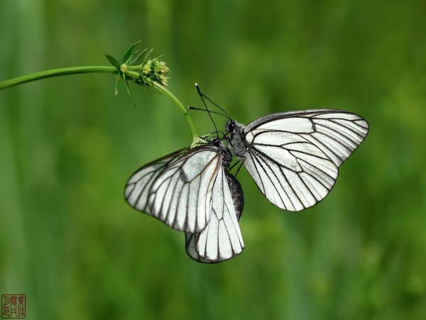 Не сегодня, у меня голова болит