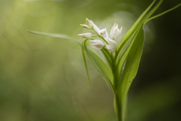 More information about "Балерина"