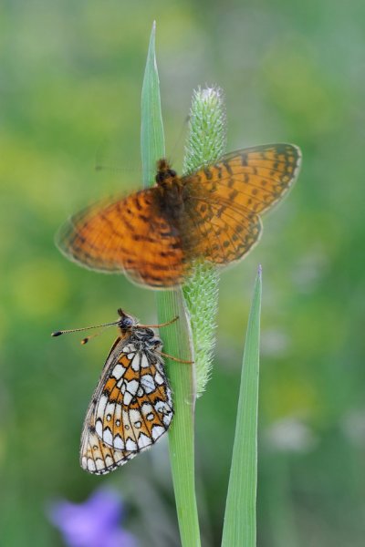 Огненный танец.