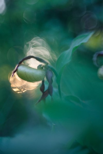 Колдовской цветок