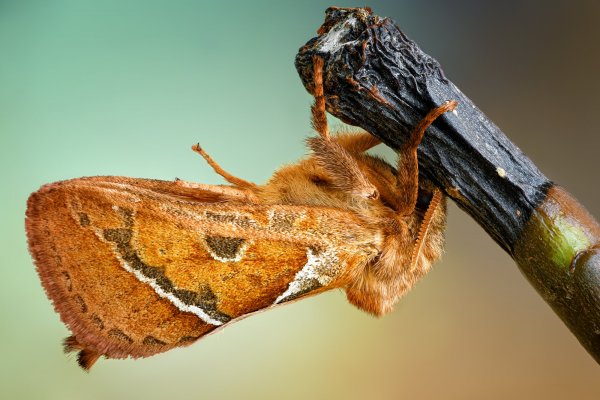 Triodia sylvina