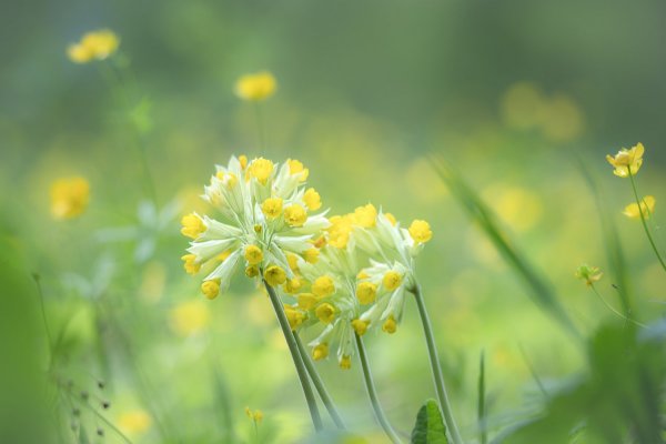 Лето, ах лето...