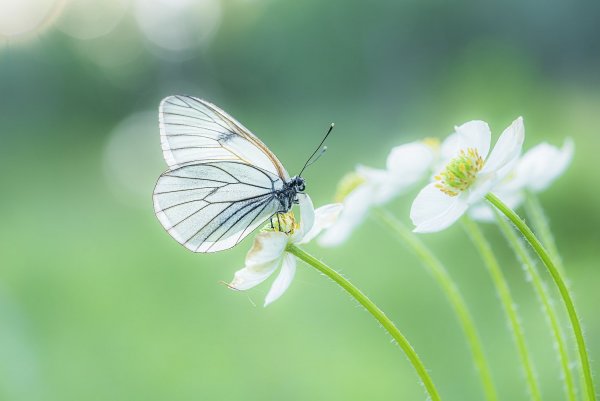 Нежное утро