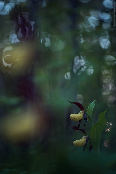 Башмачки для Венеры