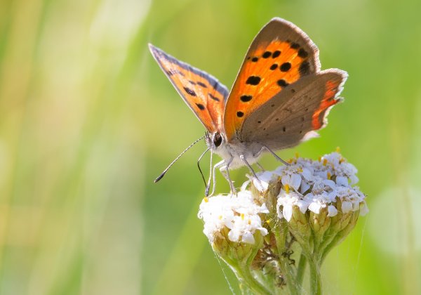 Червонец пятнистый (пламенный)
