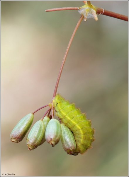 Вкусные кабачки )).jpg