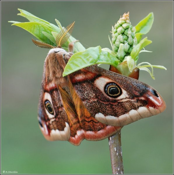 Павлиний глаз ).jpg