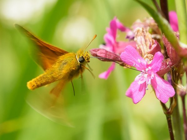 Крылья, ноги... Главное - хобот!