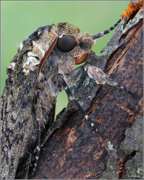 Портрет Бражника.jpg