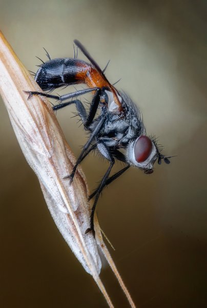 Муха Cylindromyia sp