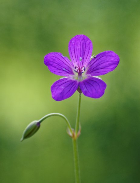 Герань лесная.jpg