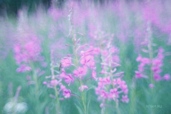 Акварельные мечты иван-чая