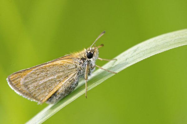 Толстоголовка тире