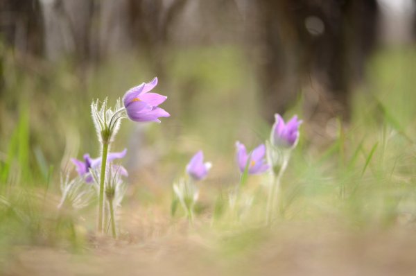 Апрельская акварелька