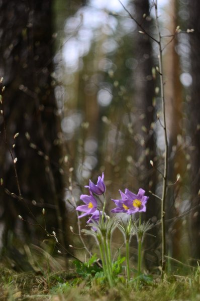 Весенние сны