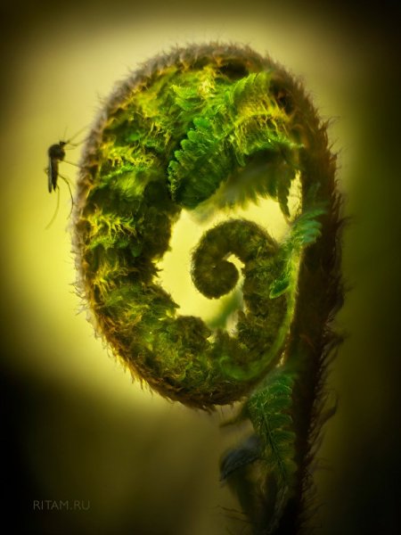 Сон слона, вызванный полетом москита за секунду до пробуждения