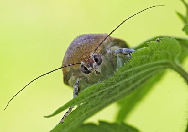 IMGP5300 чек.jpg  Совка бахромчатая