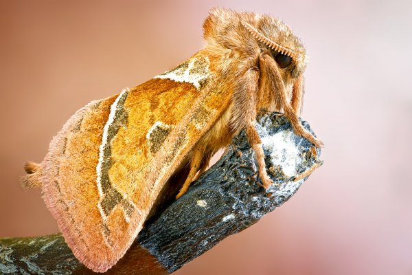 Triodia sylvina.jpg