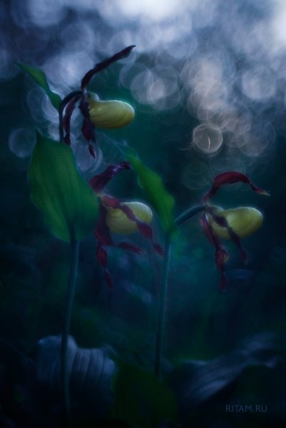 Закатное волшебство - Венерины башмачки