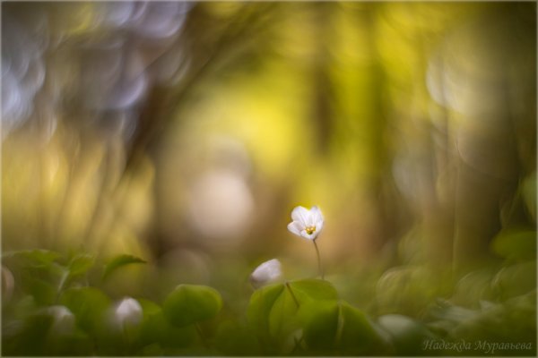 Время кислицы