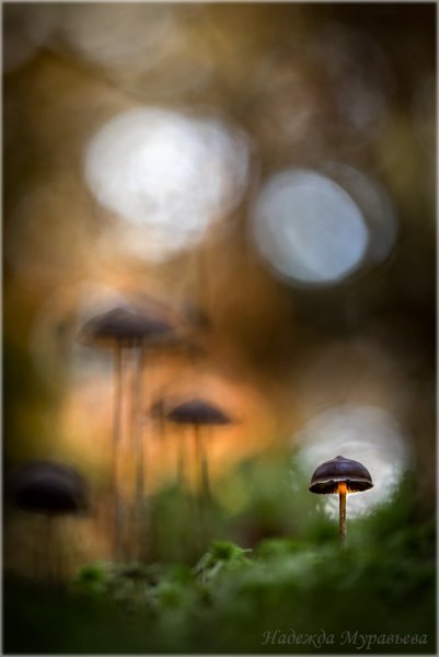 Королева и её свита