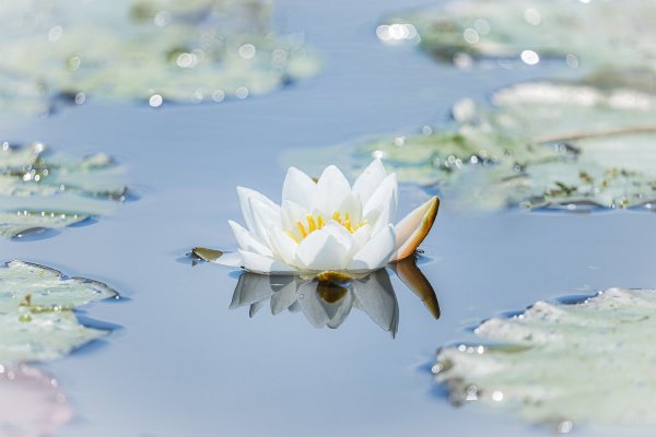 Просто кувшинка в сибирской глуши