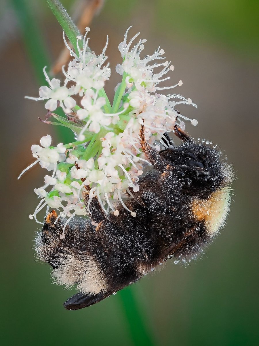 P7296251 копия_2000.jpg