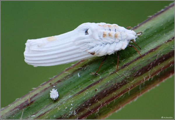 Далеко от мамы не отдходи ).jpg