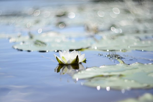 Королева реки