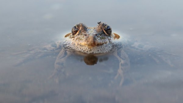 Хвост кренделем