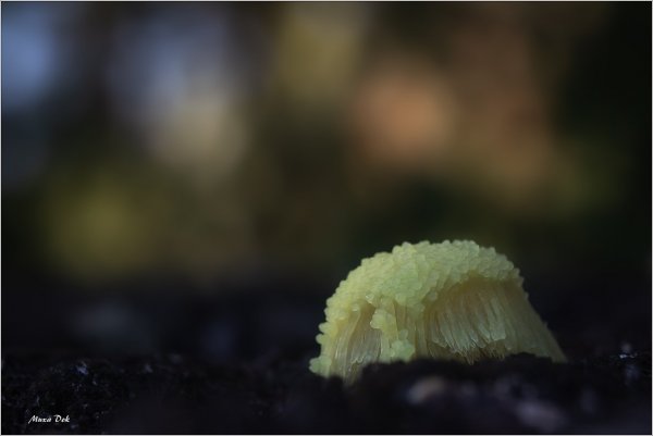 Стемонитис