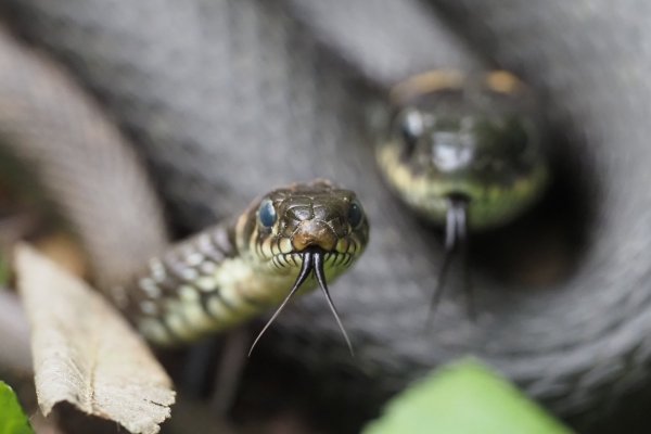 Муж и жена - одна сатана