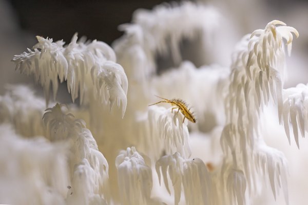 Традиционное, ежовиковое.