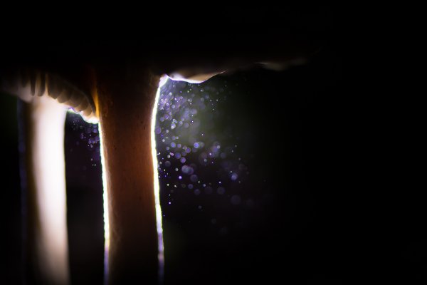 Грибной лес