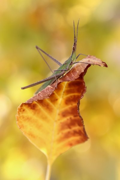 Осень... Пора сворачивать ковёр-самолёт на зимовку